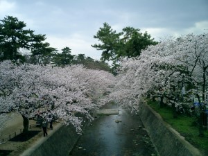 夙川桜の写真