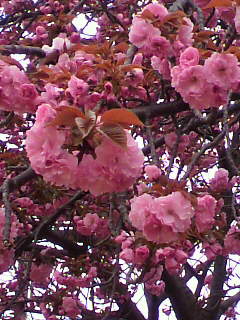 石切の桜の写真