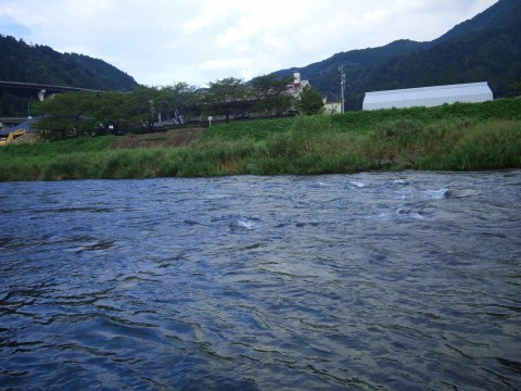 久しぶりの鮎釣り（長良川）