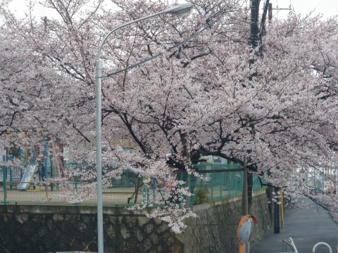 額田・石切の桜の画像